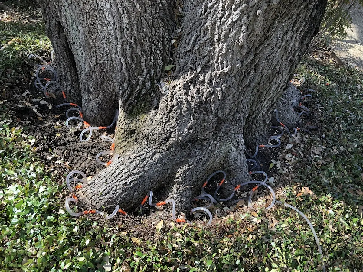 Detailed Tree Cabling and Bracing job site in Bethel Springs