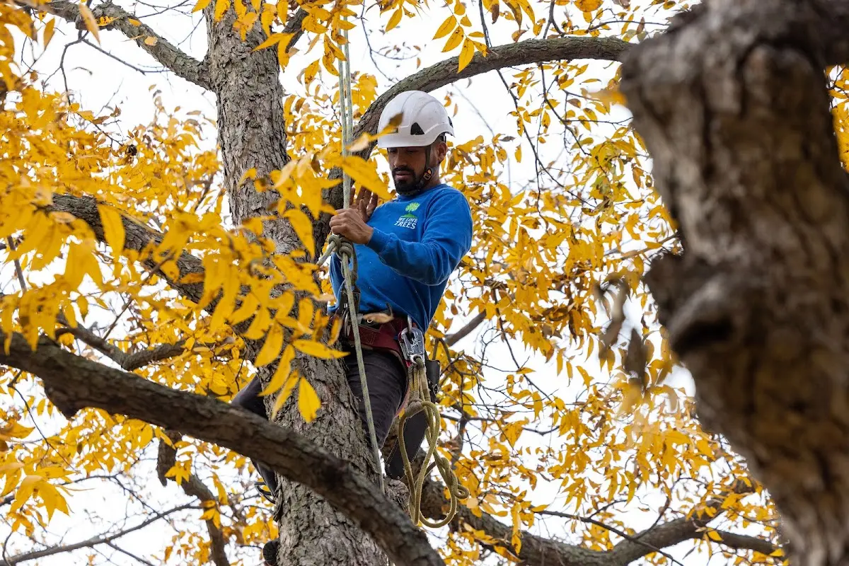 Skilled Tree Planing crew working in Bethel Springs